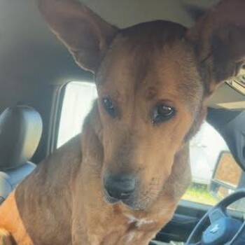 Great Dane and Mixed Breed Dogs Available for Adoption in Marshall, Texas - Reese Aka Scooby | PetCurious