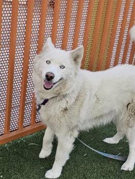 Rescue Siberian Husky Dogs for Adoption in Las Vegas, Nevada - BLUE | PetCurious