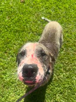 Courage -  Mixed Breed Dog for Adoption in New Bern, North Carolina - Courage | PetCurious