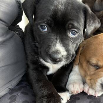 Chocolate Labrador Retriever and Pit Bull Terrier Dogs Available for Adoption - Josie | PetCurious