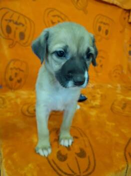 Rescue Pit Bull Terrier Dogs for Adoption in Dover, Arkansas - Dove | PetCurious