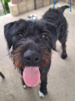 Opie -  Wirehaired Terrier Dog for Adoption in Menomonee Falls, Wisconsin - Opie | PetCurious
