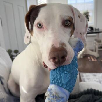 Tito -  Mixed Breed Dog for Adoption in Murray, Utah - Tito | PetCurious