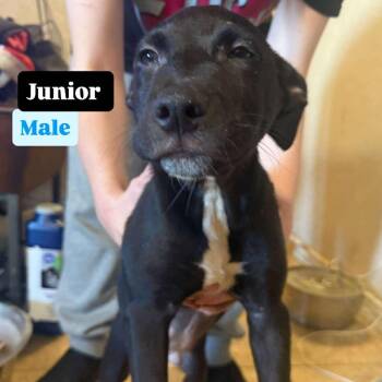 Rescue Pit Bull Terrier and Rottweiler Dogs for Adoption in Phoenix, Arizona - Junior | PetCurious