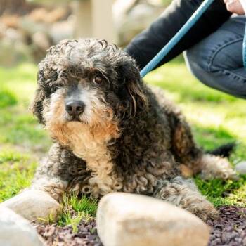 Bernadoodle Dogs Available for Adoption in Chester Springs, Pennsylvania - Polly Pocket | PetCurious