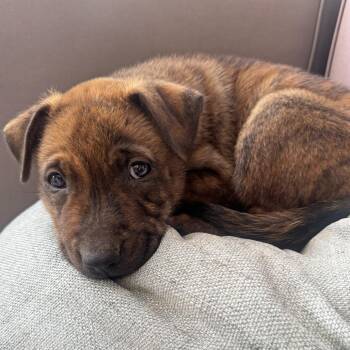 Tarte -  Pit Bull Terrier Dog for Adoption in Ojai, California - Tarte | PetCurious
