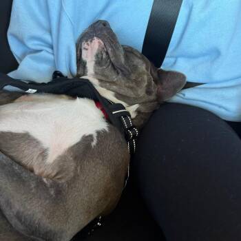 Winter Storm -  Pit Bull Terrier and Labrador Retriever Dog for Adoption in Salt Lake City, Utah - Winter Storm | PetCurious