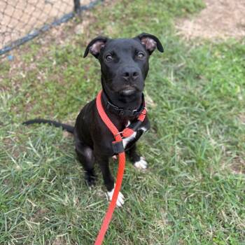 Bernthal -  Mixed Breed Dog for Adoption in Philadelphia, Pennsylvania - Bernthal | PetCurious