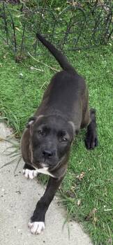 Mixed Breed Dogs Available for Adoption in Kenosha, Wisconsin - Nikki | PetCurious