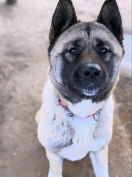 Zara -  Akita Dog for Adoption in Romoland, California - Zara | PetCurious