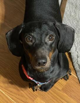 Dachshund Dogs Available for Adoption - Tedrick | PetCurious