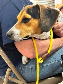 Loretta Lyn -  Beagle and Mixed Breed Dog for Adoption in Hobart, Indiana - Loretta Lyn | PetCurious