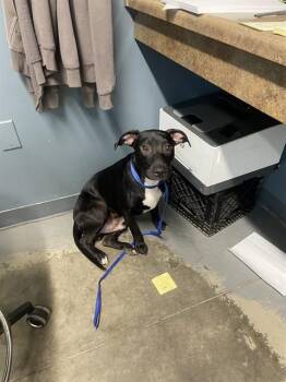 SEBASTIAN -  American Staffordshire Terrier and Mixed Breed Dog for Adoption in Tallahassee, Florida - SEBASTIAN | PetCurious