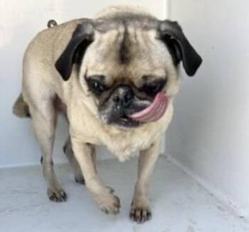 Pug Dogs Available for Adoption - A651304 | PetCurious