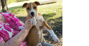 Rescue Pit Bull Terrier Dogs for Adoption in Dallas, Texas - Barry | PetCurious