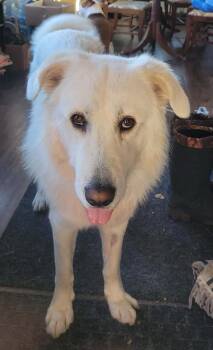 Rescue Maremma Sheepdog Dogs for Adoption in Bancroft, Ontario - Bear | PetCurious