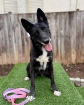 German Shepherd Dog and Mixed Breed Dogs Available for Adoption - Amber | PetCurious