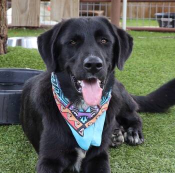 Charlie -  Labrador Retriever Dog for Adoption in Southlake, Texas - Charlie | PetCurious