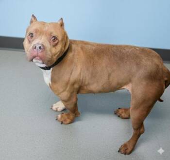 Fox Terrier and Mixed Breed Dogs Available for Adoption - CeeCee | PetCurious