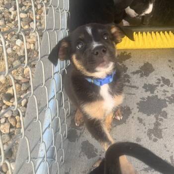 Anna-blue collar -  Mixed Breed Dog for Adoption in Bismarck, North Dakota - Anna-blue Collar | PetCurious