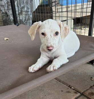 Rescue Dachshund and Beagle Dogs for Adoption in Guilford, Connecticut - Melvin ( Mel) | PetCurious