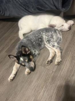 Florence -  Siberian Husky and Mixed Breed Dog for Adoption in Fort Worth, Texas - Florence | PetCurious