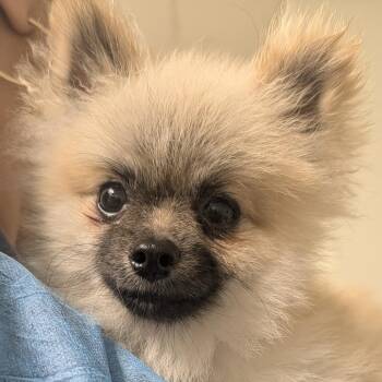 Turtle -  Pomeranian Dog for Adoption in Philadelphia, Pennsylvania - Turtle | PetCurious