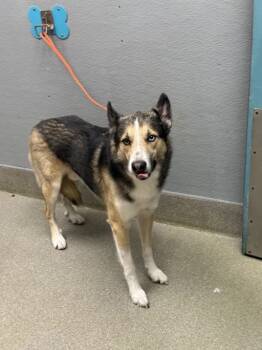 Rescue Siberian Husky Dogs for Adoption in Las Vegas, Nevada - KONAN | PetCurious