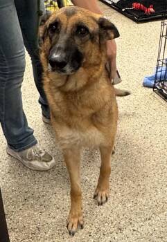 Trigger -  German Shepherd Dog Dog for Adoption in Saint Clairsville, Ohio - Trigger | PetCurious
