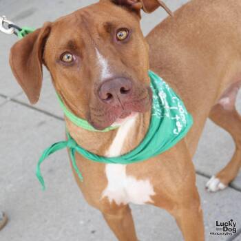 Napoleon -  Retriever and Terrier Dog for Adoption in Washington, District Of Columbia - Napoleon | PetCurious