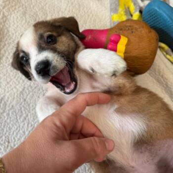 Rory -  Australian Cattle Dog Blue Heeler and Border Collie Dog for Adoption in Minneapolis, Minnesota - Rory | PetCurious