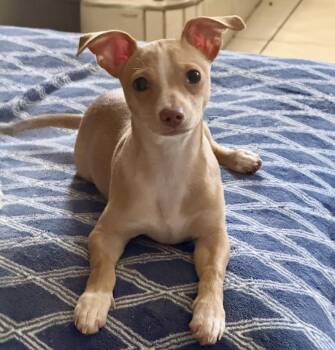 Chihuahua Dogs Available for Adoption - Pepito | PetCurious