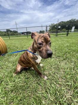 OTIS -  American Bulldog and Mixed Breed Dog for Adoption in Winter Haven, Florida - OTIS | PetCurious