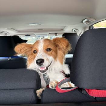 Danchoo -  Australian Shepherd and Cardigan Welsh Corgi Dog for Adoption in San Diego, California - Danchoo | PetCurious
