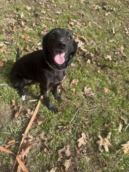 Rescue Labrador Retriever and Hound Dogs for Adoption in Fort Payne, Alabama - Apple | PetCurious