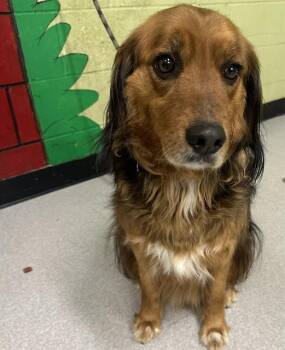 Basset Hound and Cardigan Welsh Corgi Dogs Available for Adoption - BODI | PetCurious