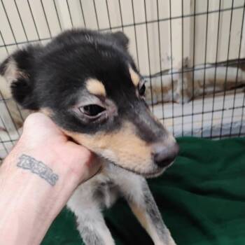 Mixed Breed Dogs Available for Adoption - Arizona | PetCurious