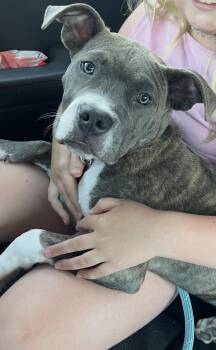 Wellsy -  American Staffordshire Terrier Dog for Adoption in Minneapolis, Minnesota - Wellsy | PetCurious