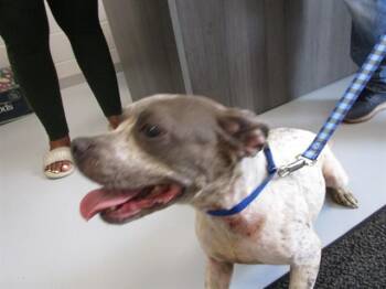A386705 -  Pit Bull Terrier Dog for Adoption in Ocala, Florida - A386705 | PetCurious