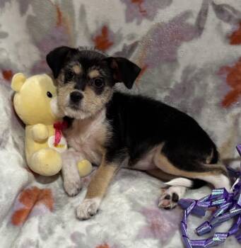 Fox Terrier and Chihuahua Dogs Available for Adoption in Corona, California - Betsy | PetCurious