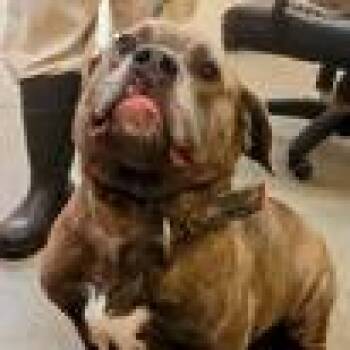 Chewy -  Mixed Breed Dog for Adoption in Buffalo, Minnesota - Chewy | PetCurious