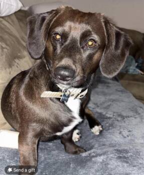Hershey -  Dachshund Dog for Adoption in Panama City, Florida - Hershey | PetCurious