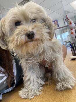 CHANEL* -  Maltese Dog for Adoption in Santa Cruz, California - CHANEL* | PetCurious