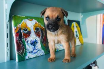 Rescue Shepherd and Collie Dogs for Adoption in San Antonio, Texas - Cayenne | PetCurious