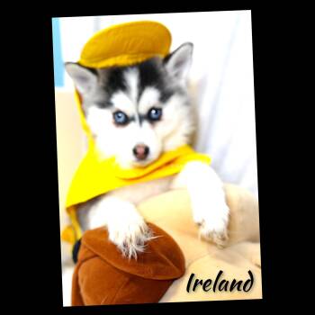 Pomsky Dogs Available for Adoption - Ireland | PetCurious