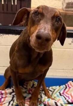 Chocolatta -  Doberman Pinscher Dog for Adoption in Dallas, Texas - Chocolatta | PetCurious