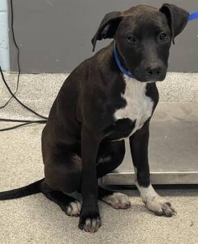 Labrador Retriever and Mixed Breed Dogs Available for Adoption in Tallahassee, Florida - KAI | PetCurious