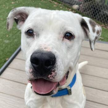 Olaf -  Terrier and Mixed Breed Dog for Adoption in Gainesville, Georgia - Olaf | PetCurious