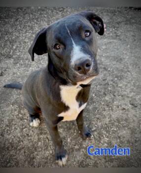 Labrador Retriever Dogs Available for Adoption - Camden | PetCurious