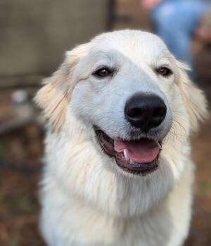 Rescue Great Pyrenees Dogs for Adoption in Richmond, Virginia - Malonie | PetCurious